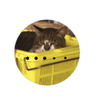 poncho2（個別スタンプ：3）