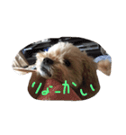 poncho2（個別スタンプ：4）