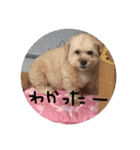 poncho2（個別スタンプ：6）