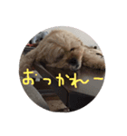 poncho2（個別スタンプ：7）