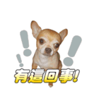 DOG SAY（個別スタンプ：6）