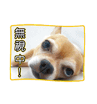 DOG SAY（個別スタンプ：10）