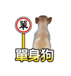 DOG SAY（個別スタンプ：11）