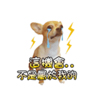 DOG SAY（個別スタンプ：12）