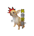 DOG SAY（個別スタンプ：16）