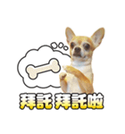 DOG SAY（個別スタンプ：17）