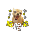 DOG SAY（個別スタンプ：18）