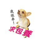 DOG SAY（個別スタンプ：20）