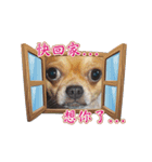 DOG SAY（個別スタンプ：21）