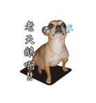 DOG SAY（個別スタンプ：24）