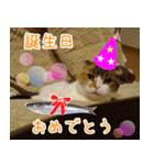 猫のめざし（個別スタンプ：1）