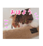 猫のめざし（個別スタンプ：3）