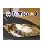 猫のめざし（個別スタンプ：4）