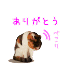 猫のめざし（個別スタンプ：5）