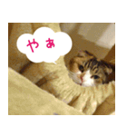 猫のめざし（個別スタンプ：7）