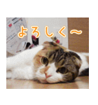 猫のめざし（個別スタンプ：8）