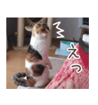 猫のめざし（個別スタンプ：11）