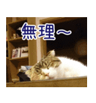 猫のめざし（個別スタンプ：12）