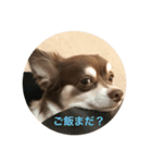 デカチワワモカのスタンプ（個別スタンプ：2）