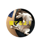 デカチワワモカのスタンプ（個別スタンプ：5）