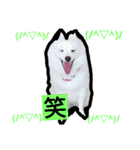 bagle HaHaHaHa（個別スタンプ：8）