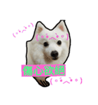bagle HaHaHaHa（個別スタンプ：10）
