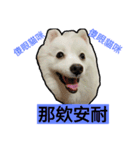 bagle HaHaHaHa（個別スタンプ：17）