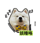 bagle HaHaHaHa（個別スタンプ：20）