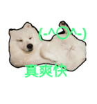 bagle HaHaHaHa（個別スタンプ：23）