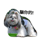 sweet shih tzu home（個別スタンプ：2）