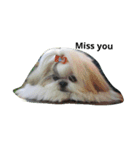 sweet shih tzu home（個別スタンプ：4）