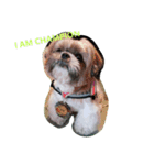 sweet shih tzu home（個別スタンプ：6）