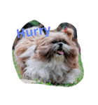 sweet shih tzu home（個別スタンプ：7）