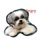 sweet shih tzu home（個別スタンプ：8）