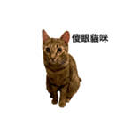 Our Little Cat Niu Niu（個別スタンプ：2）