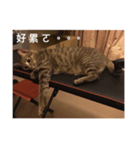 Our Little Cat Niu Niu（個別スタンプ：3）