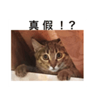 Our Little Cat Niu Niu（個別スタンプ：4）