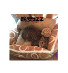 Our Little Cat Niu Niu（個別スタンプ：6）