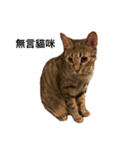 Our Little Cat Niu Niu（個別スタンプ：7）