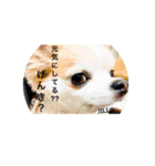 じる（個別スタンプ：4）