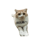 QQ cute cat（個別スタンプ：1）