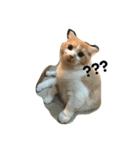 QQ cute cat（個別スタンプ：2）