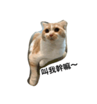 QQ cute cat（個別スタンプ：3）