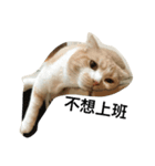 QQ cute cat（個別スタンプ：4）