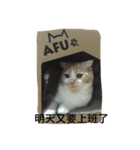 QQ cute cat（個別スタンプ：5）