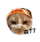 QQ cute cat（個別スタンプ：6）