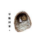Hello everybody ！（個別スタンプ：4）