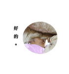 Hello everybody ！（個別スタンプ：5）