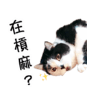 Mimi＆Jordie（個別スタンプ：1）