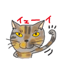 nobimaru Cat2（個別スタンプ：2）